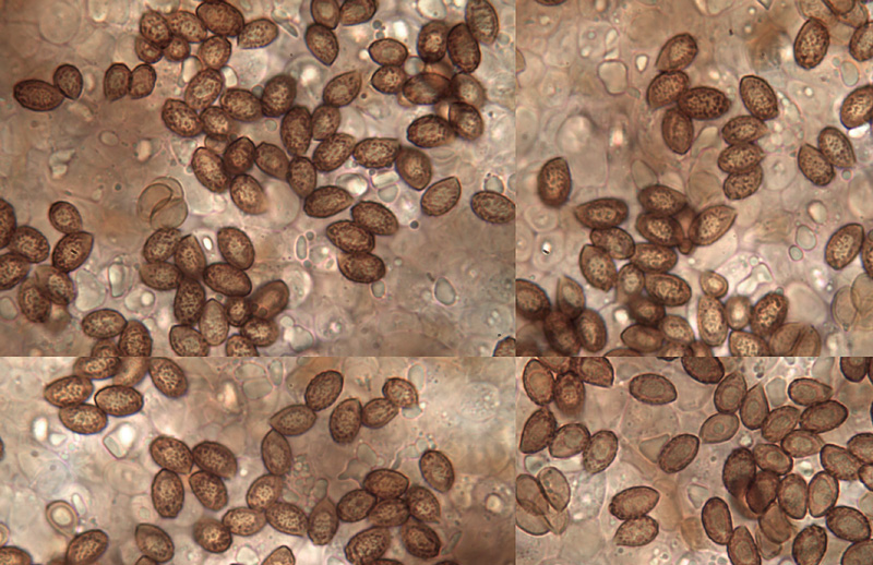 Cortinarius campester spores Cortinarius campester